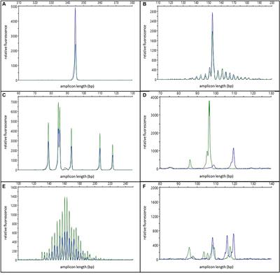 Comparative analysis of primer sets for the assessment of clonality in feline lymphomas